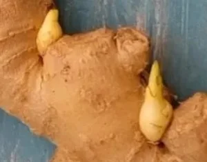Growing my own ginger
