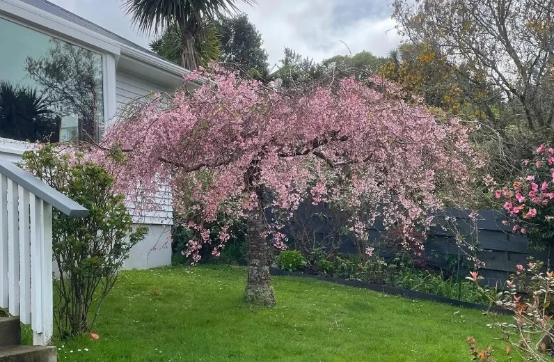 Flowering cherry trees