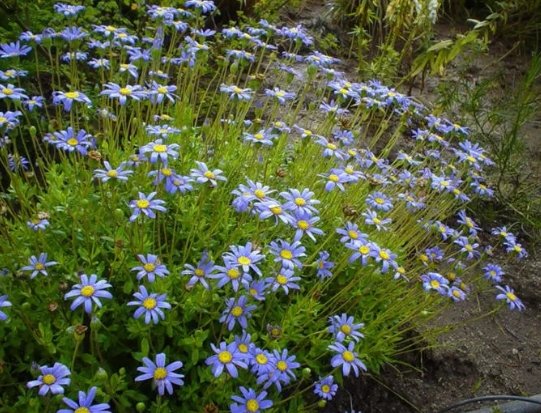 Plants for a low hedge