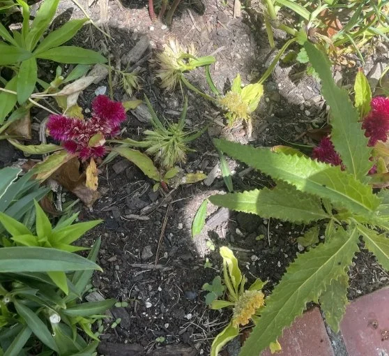 A tale of two Basils