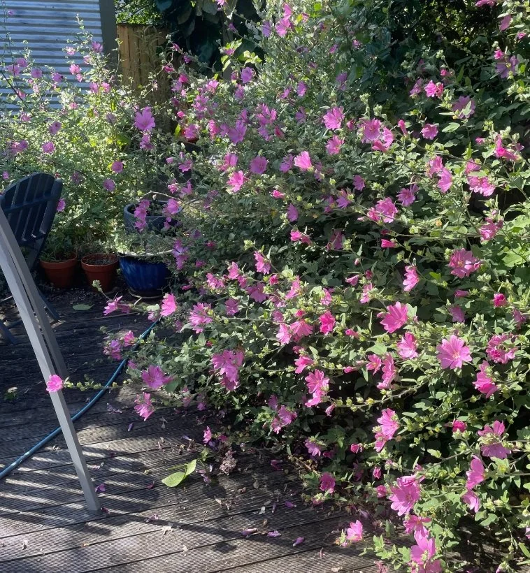 Quick! It's time to mess with all of your plants