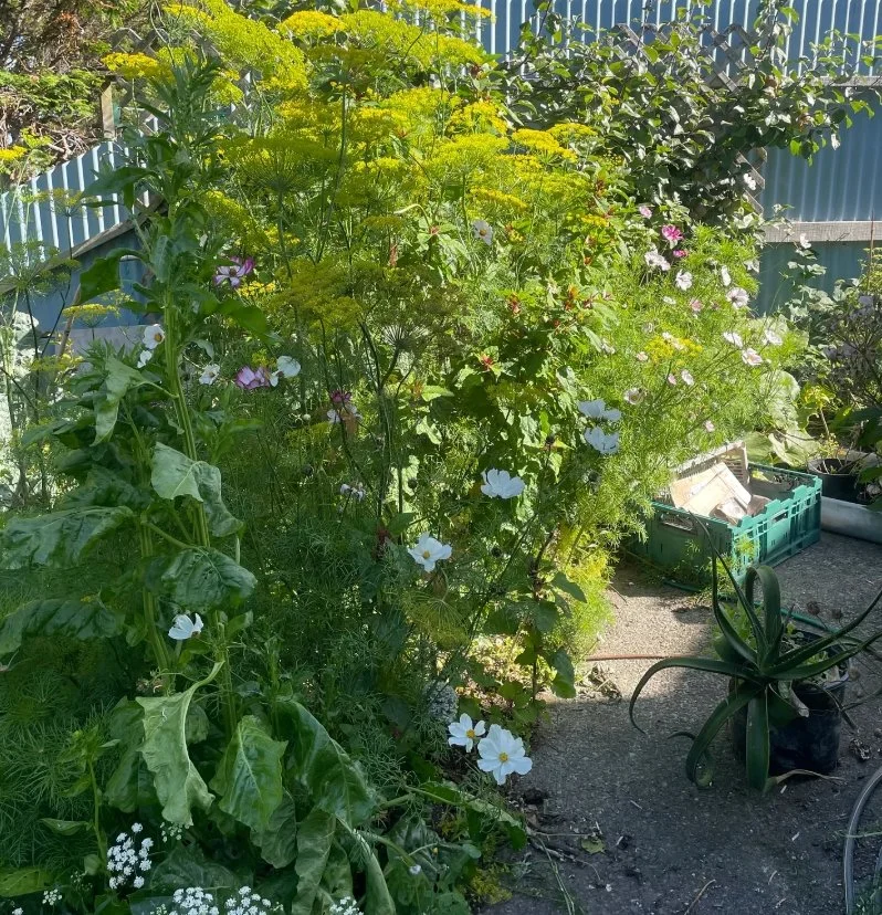 I am being bullied by my plants