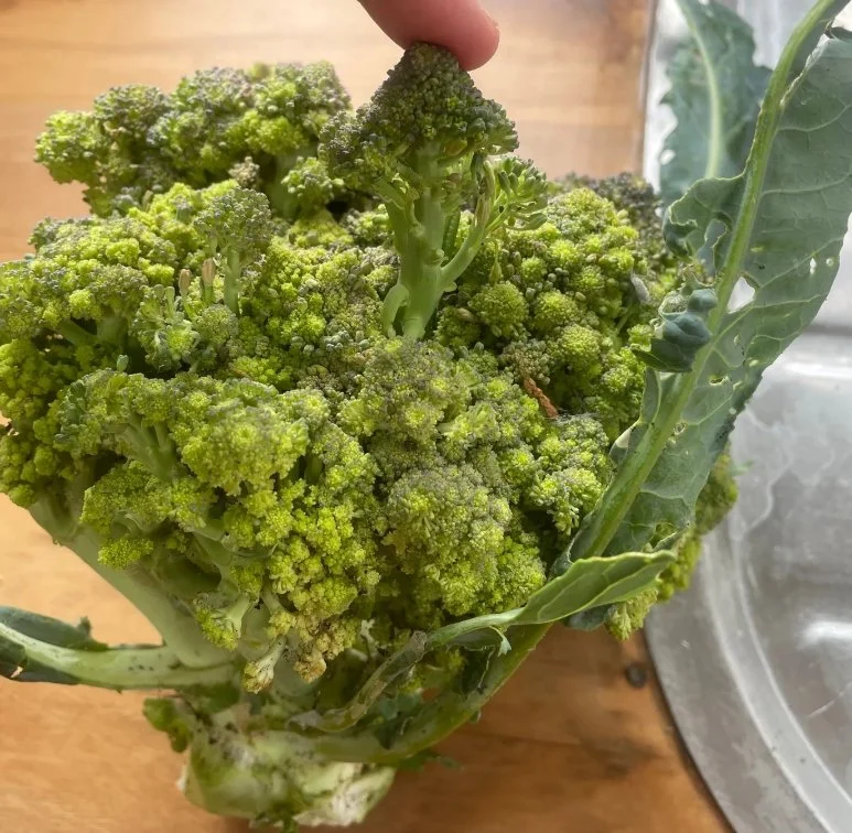 romanesco broccoli