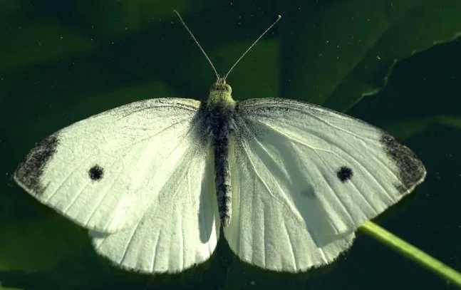 Cabbage white butterfly