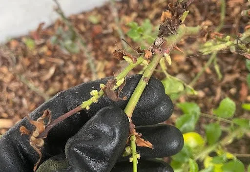 Photo of plant shoot