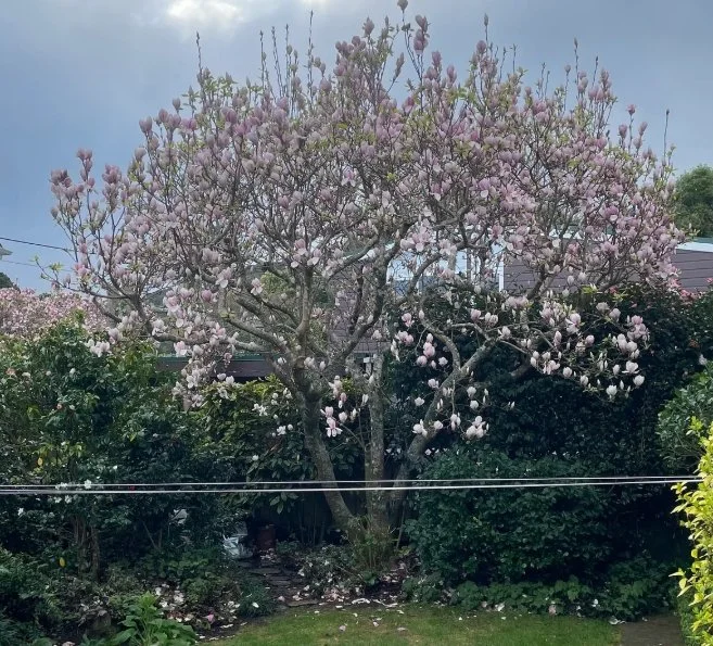 Magnolia tree in bloom