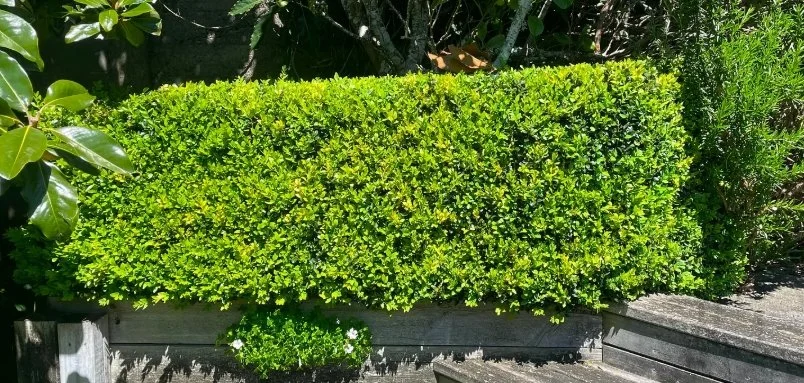 buxus hedge