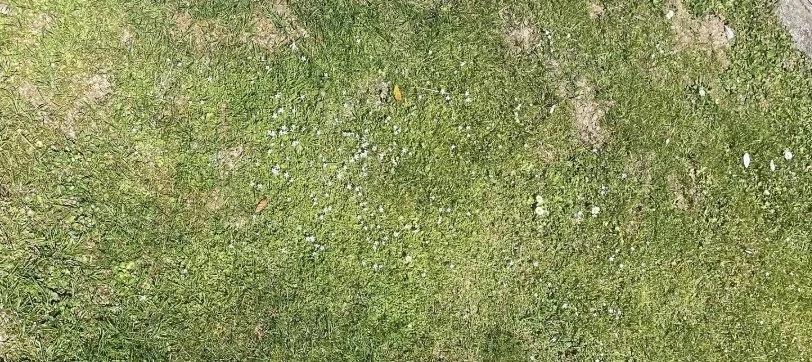 Lawn with Lobelia ‘blue stars.