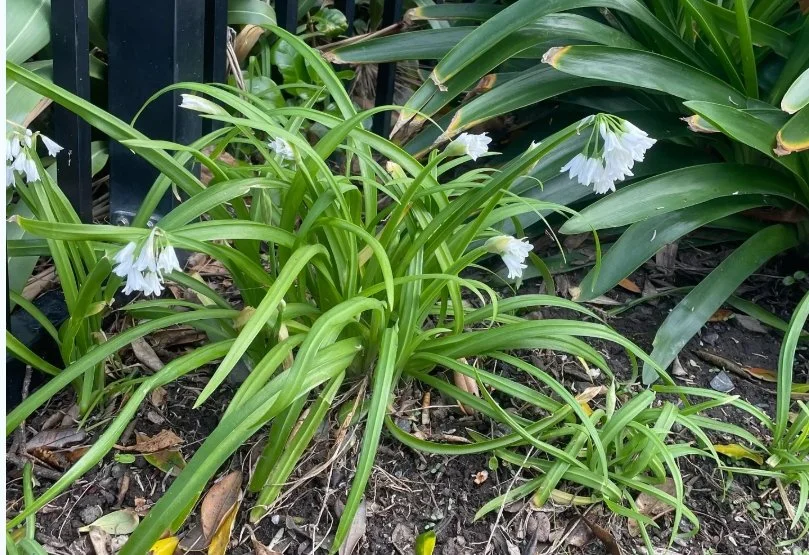 Onion weed