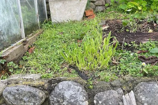 Picture of weeds sprouting in a rock walled garden