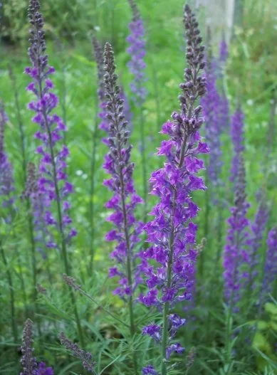 purple toadflax