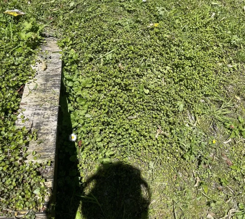 panakenake- Lobelia Angulata