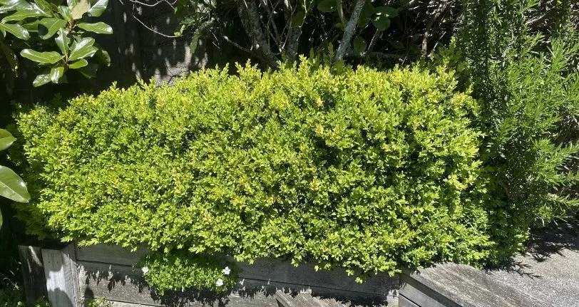 buxus hedge