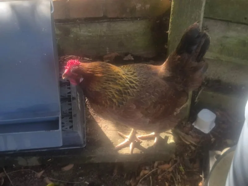 Stomps the chicken feeding from a platform