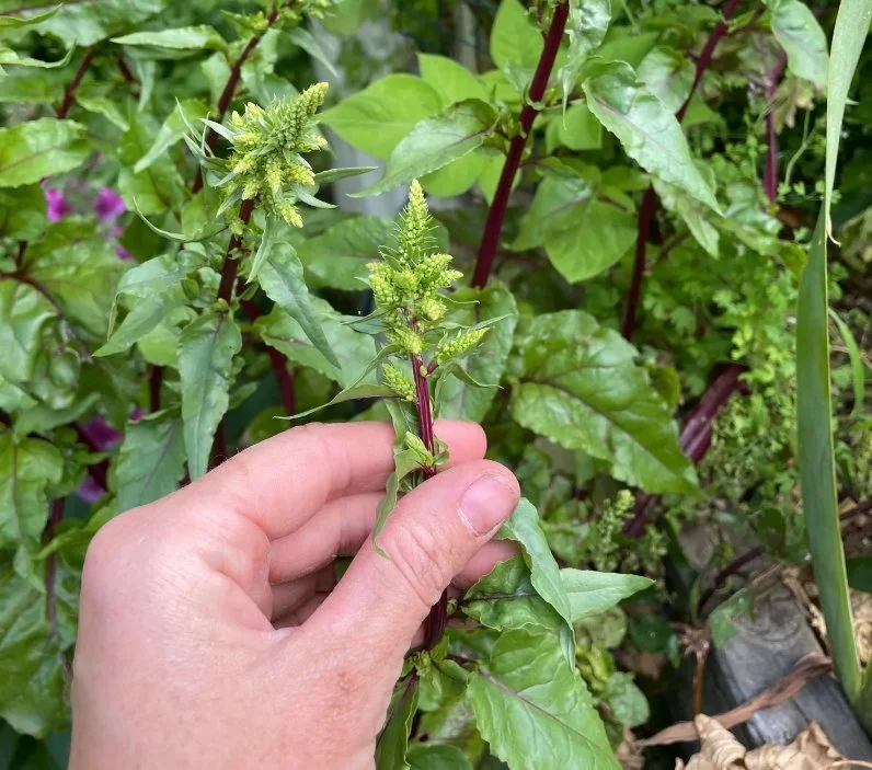 self seeding beetroot