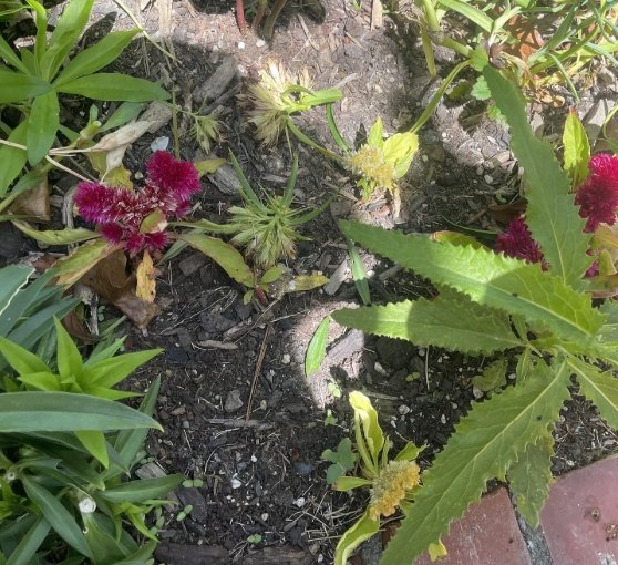 Plant for deadheading