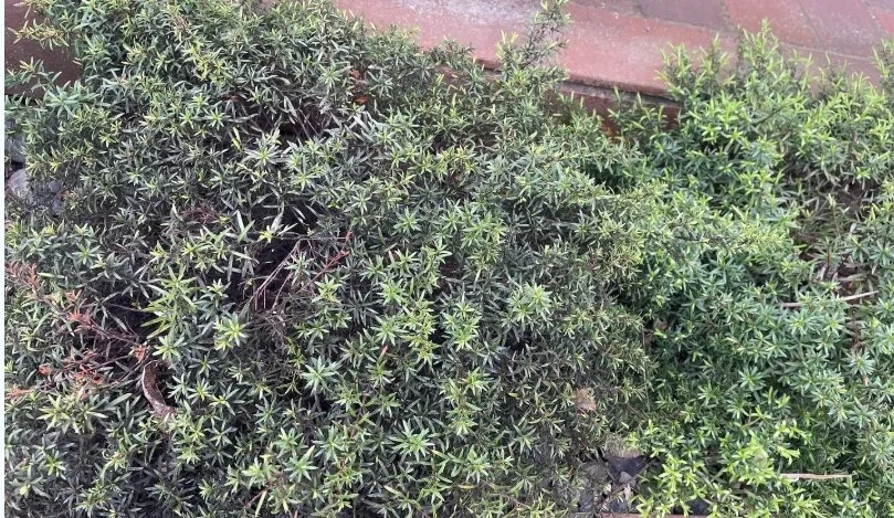 image of sooty mould