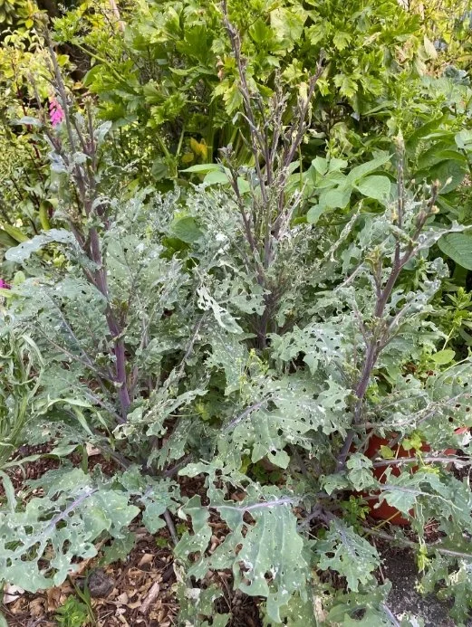 Kale damaged by cabbage white