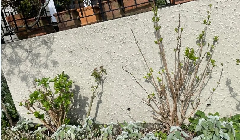 Hydrangeas that have been cut back