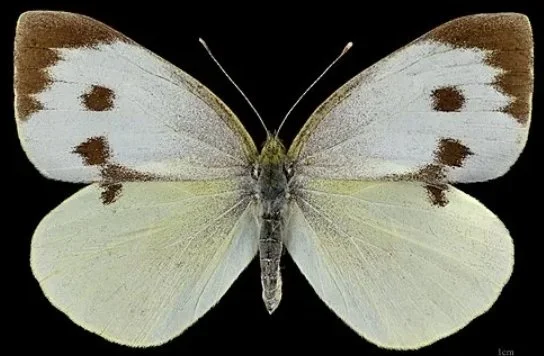 cabbage white