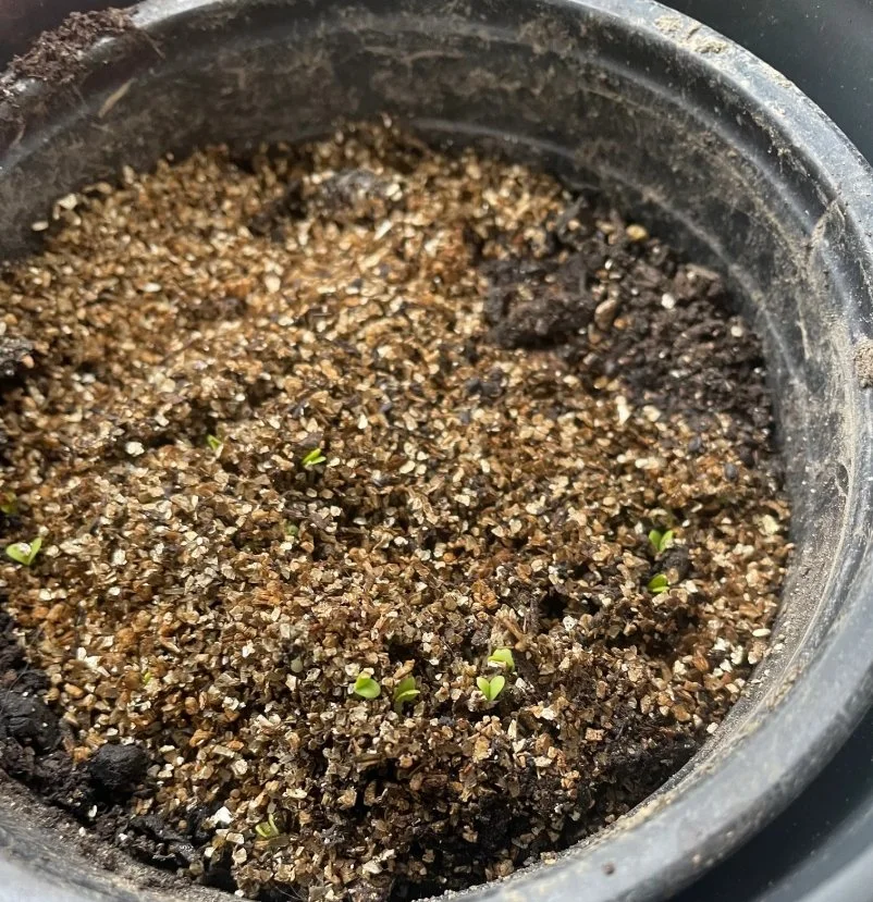 basil seedlings growing in pot