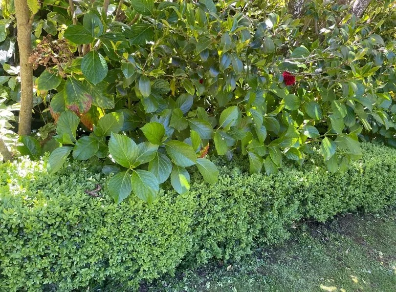 hydrangea leaves sitting on top of hedge