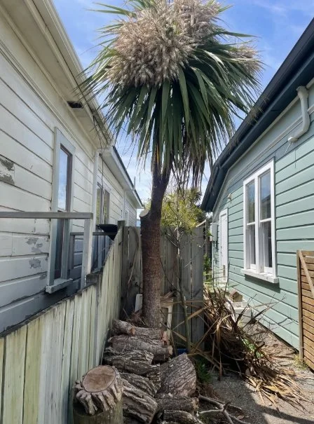 Cabbage tree