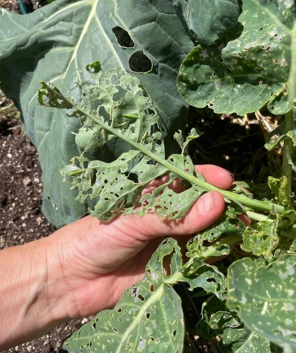 Damage from cabbage white