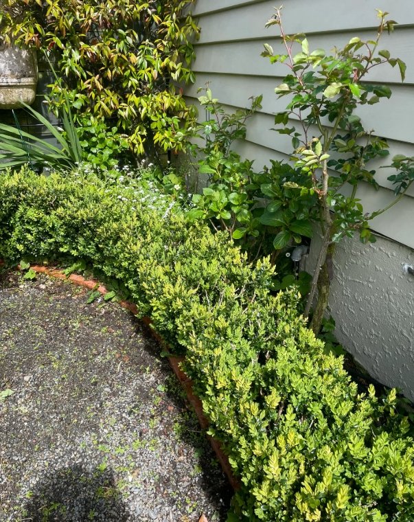 buxus hedge