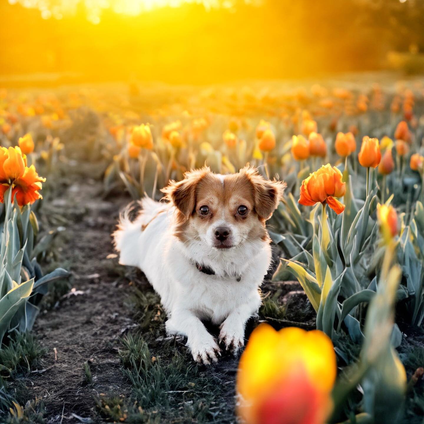 Honey passed away in January of 2022 from cancer. During that period, I was in the darkest place of my entire life.

We have never visited tulip fields. I wish we had. I used Photoshop AI to recreate a photo of her so that I can have something beauti