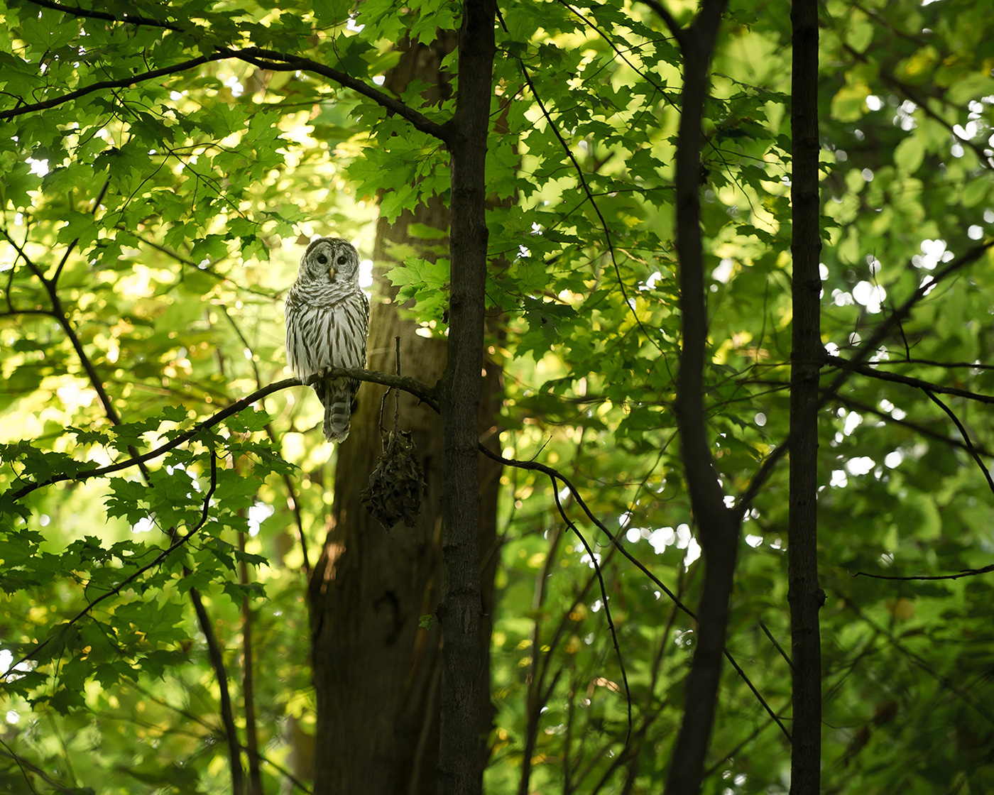 owl_small.jpg