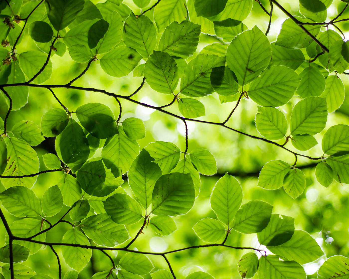 leaves_small.jpg