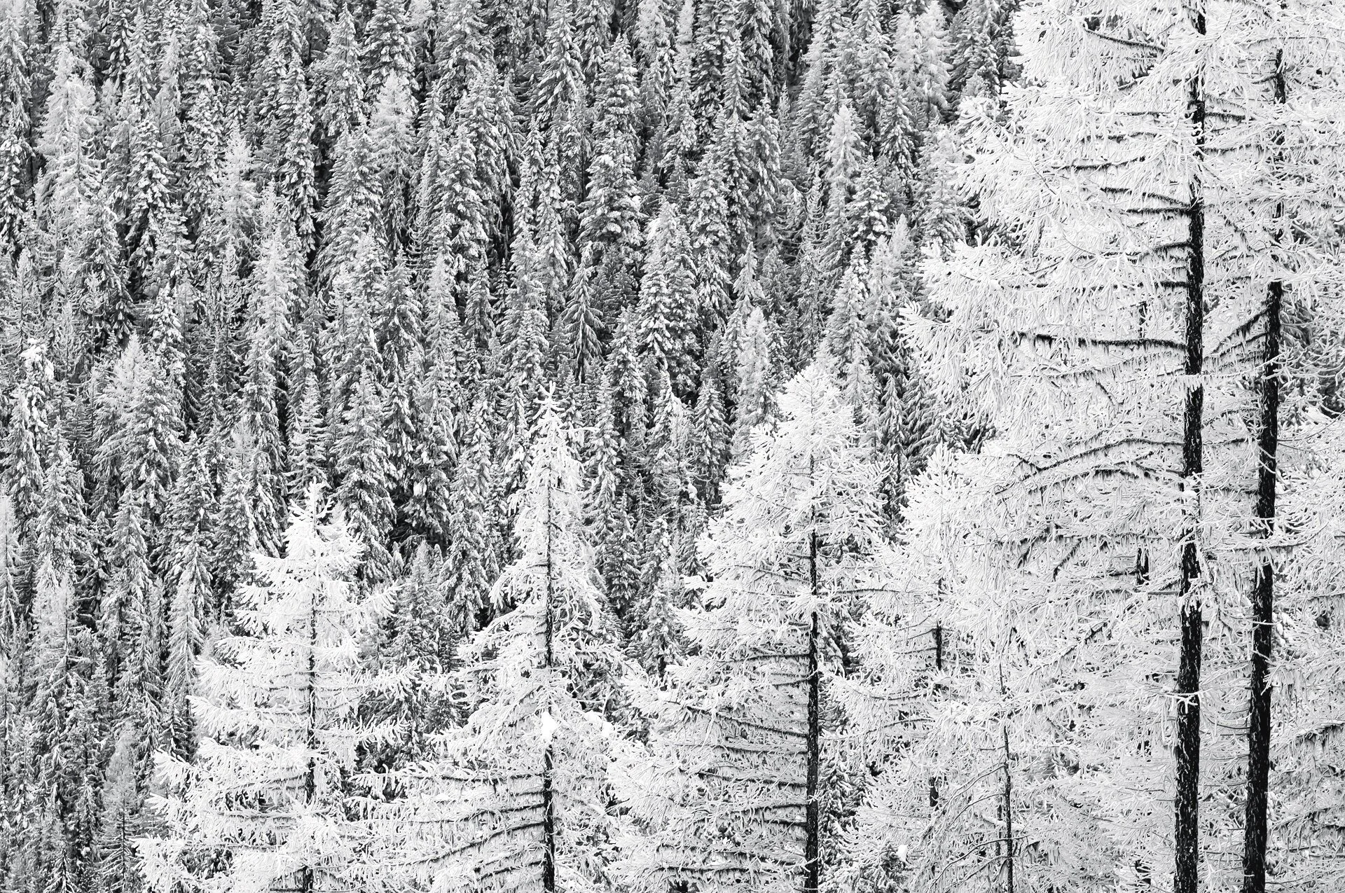 Frozen Larch trees in the Kootenays.