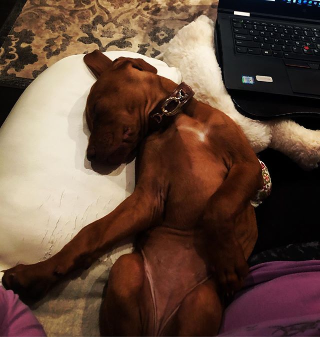 Hubby&rsquo;s girl makes the best writing partner ever #puppylove #penpal #writingbuddy #poopedpooch
