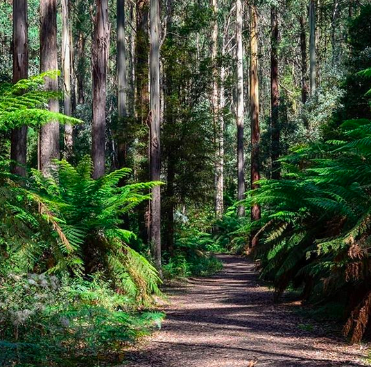 Treechangers are wanting to take advantage of the rural town lifestyle, affordable housing and commutable distances in Melbourne.