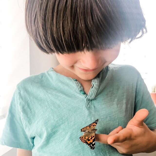 I could not have guessed how much a boy and a butterfly could bond. it&rsquo;s been mind blowing to watch this week. it&rsquo;s going to be hard to let this little guy go ❤ ⁣
⁣
#butterflies⁣
#naturelesson⁣
 #insects #butterfly #bugslife #insectsofins