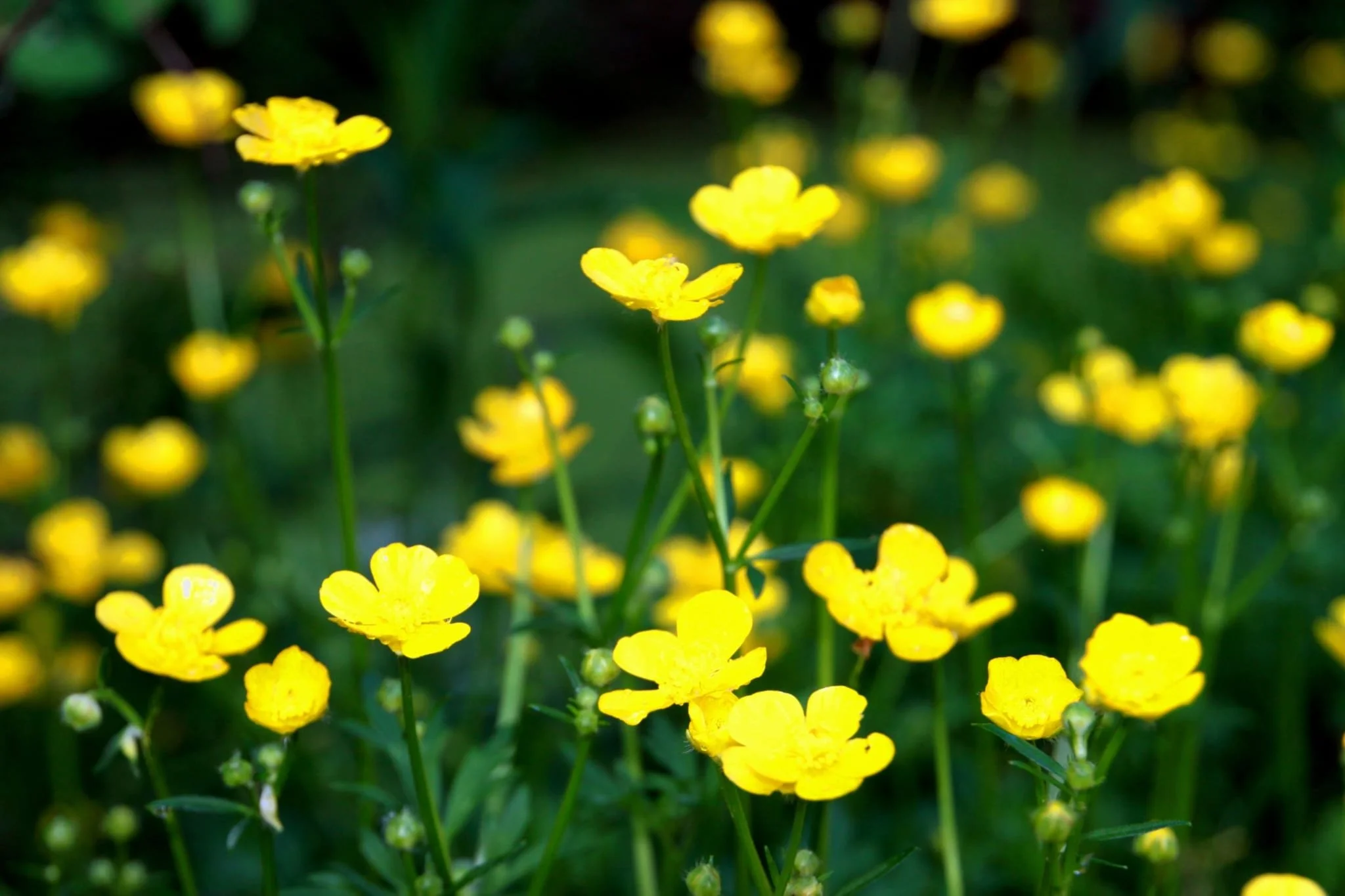 buttercups.jpeg