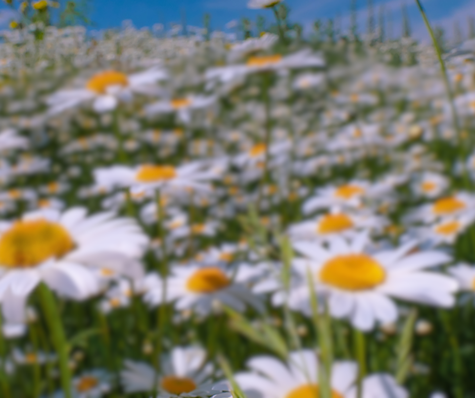 TCC landing blur.png