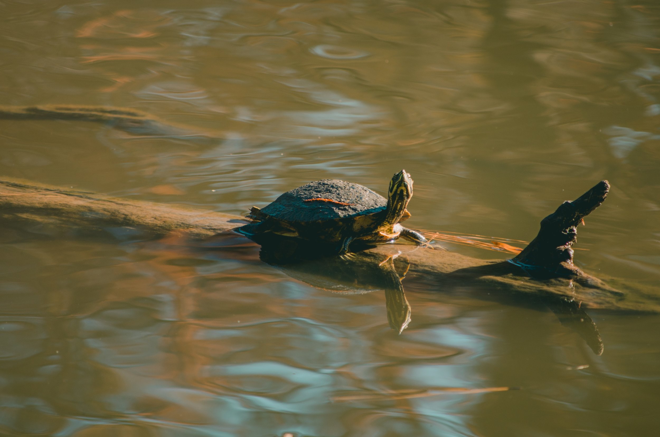 animal-nature-reflections-707540.jpg