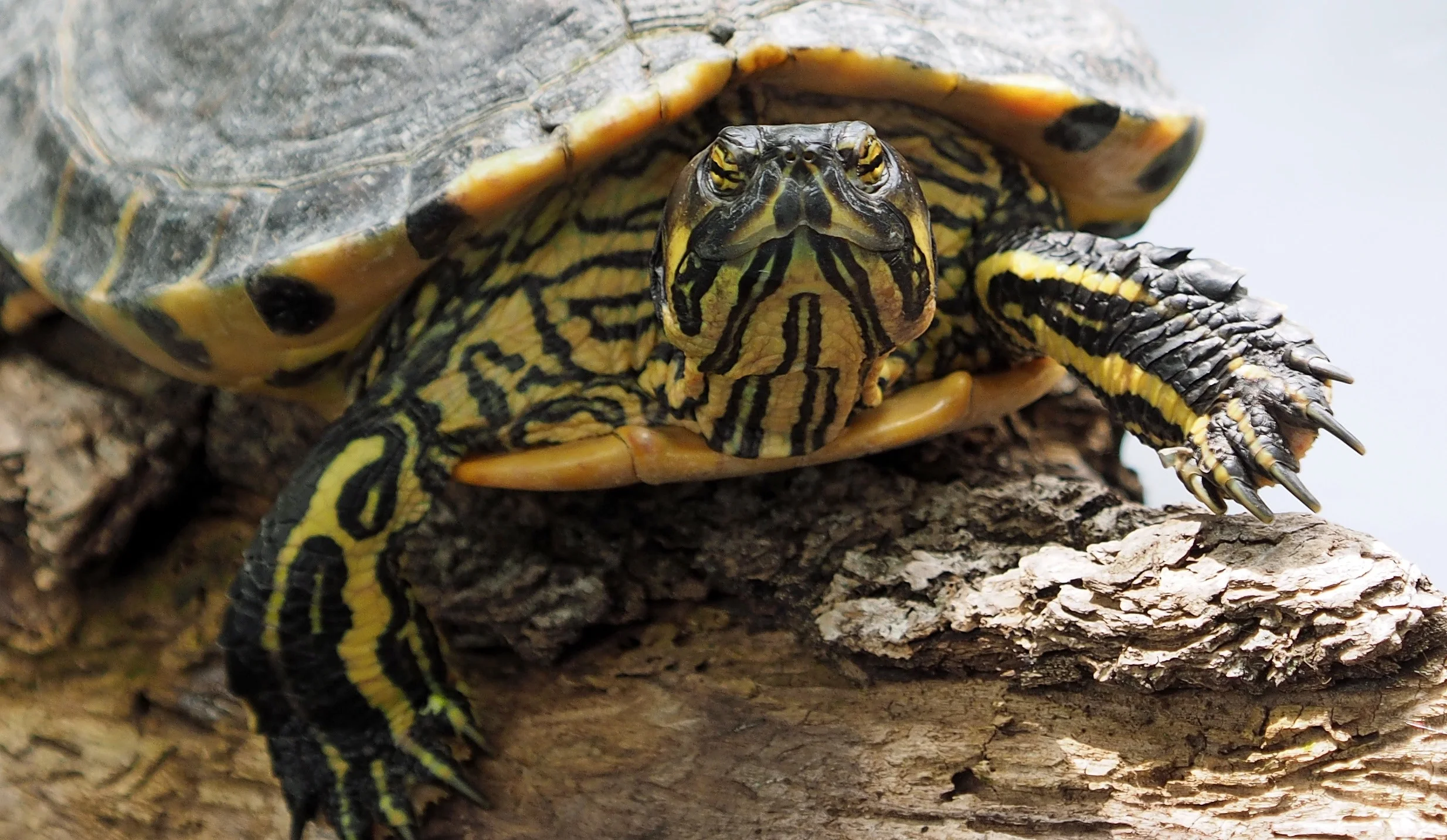 animal-close-up-pet-158564.jpg
