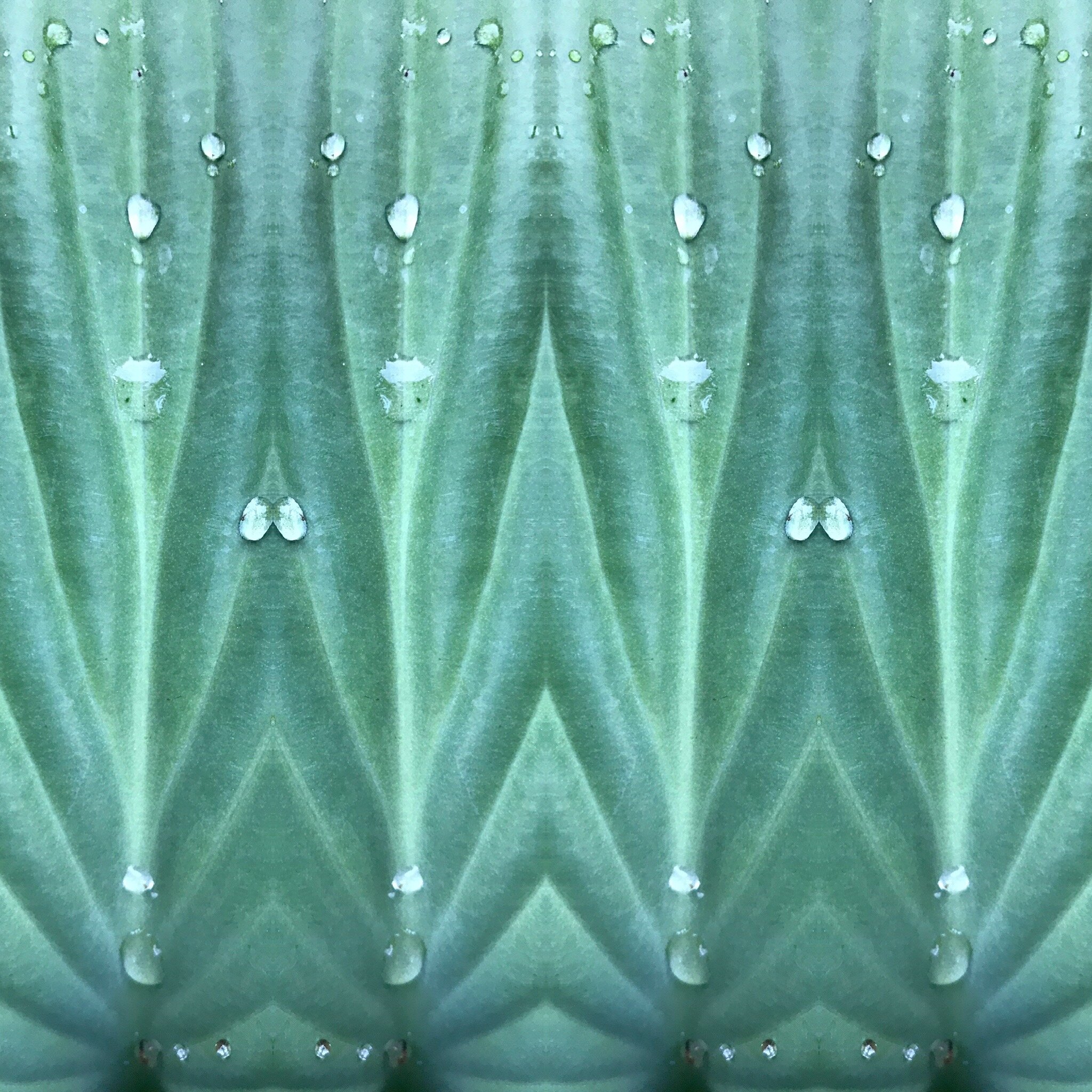  I have a big, shady perennial garden that is having a very good year.  I’ve been spending a lot of time there. This is a hosta plant after a rain. 