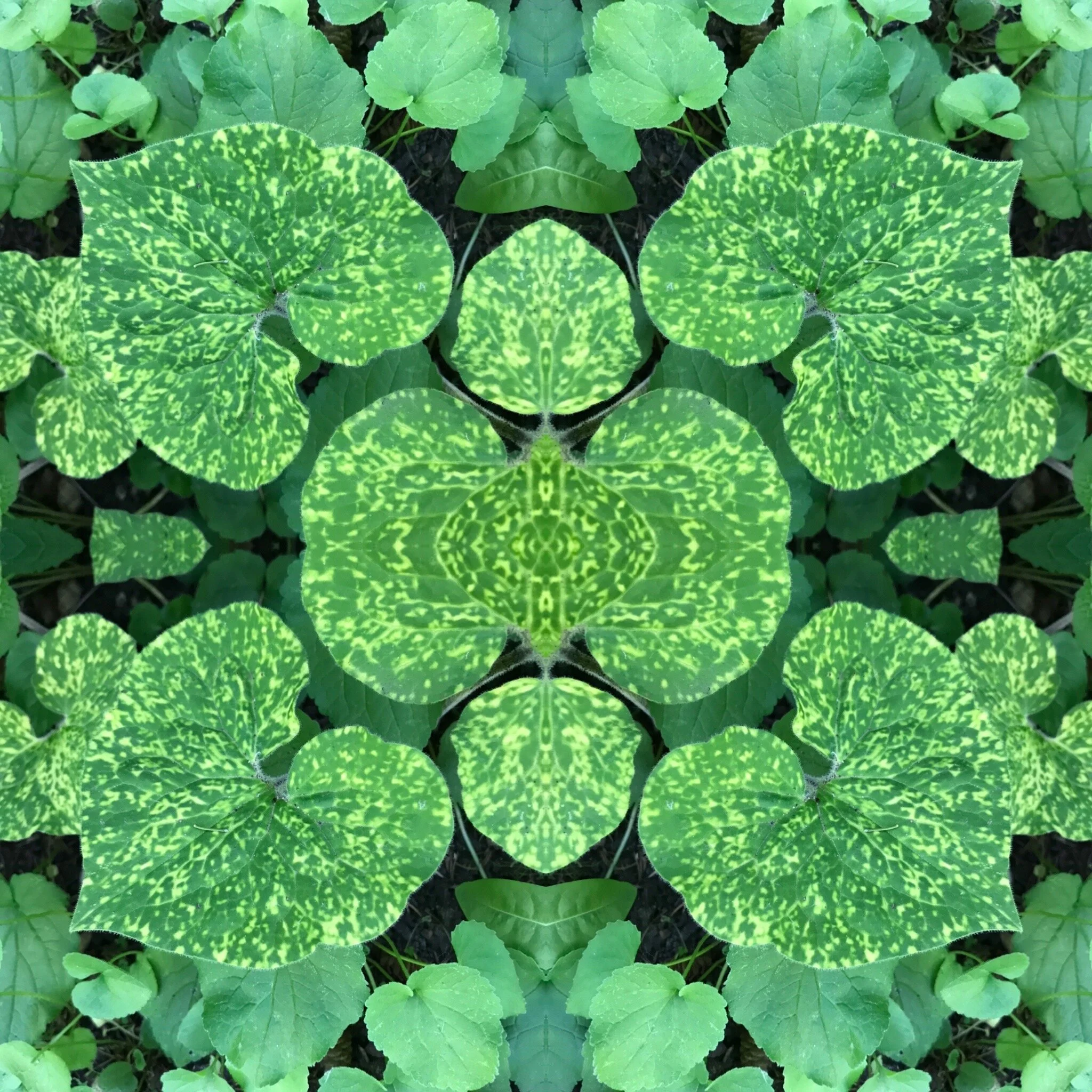  An unusual sport of wild ginger in my garden that is reliably variegated.  I have thought of trying to get a patent on it but it’s complicated and expensive.  