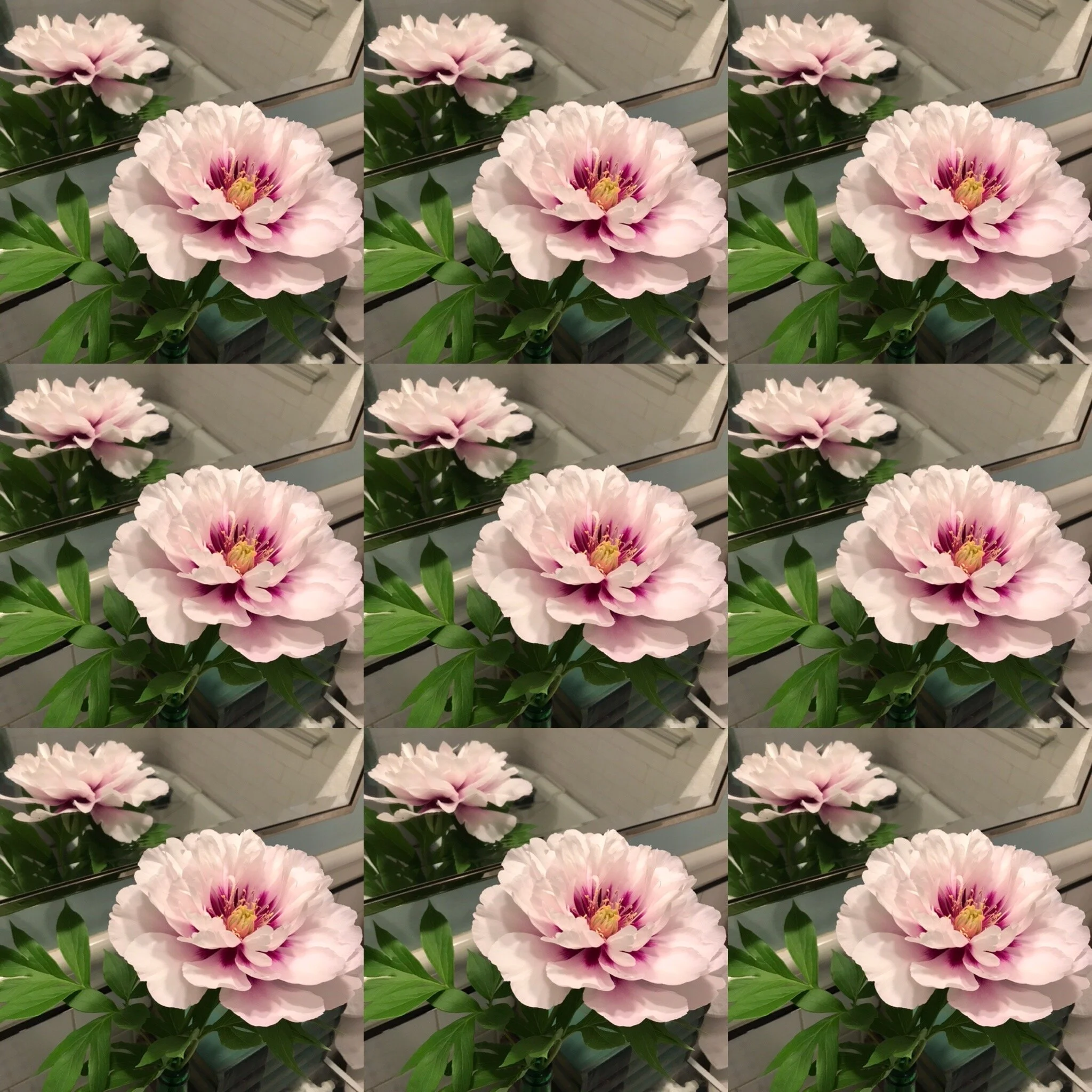  A beautiful new Itoh peony called Kopper Kettle I got for Mother’s Day. 