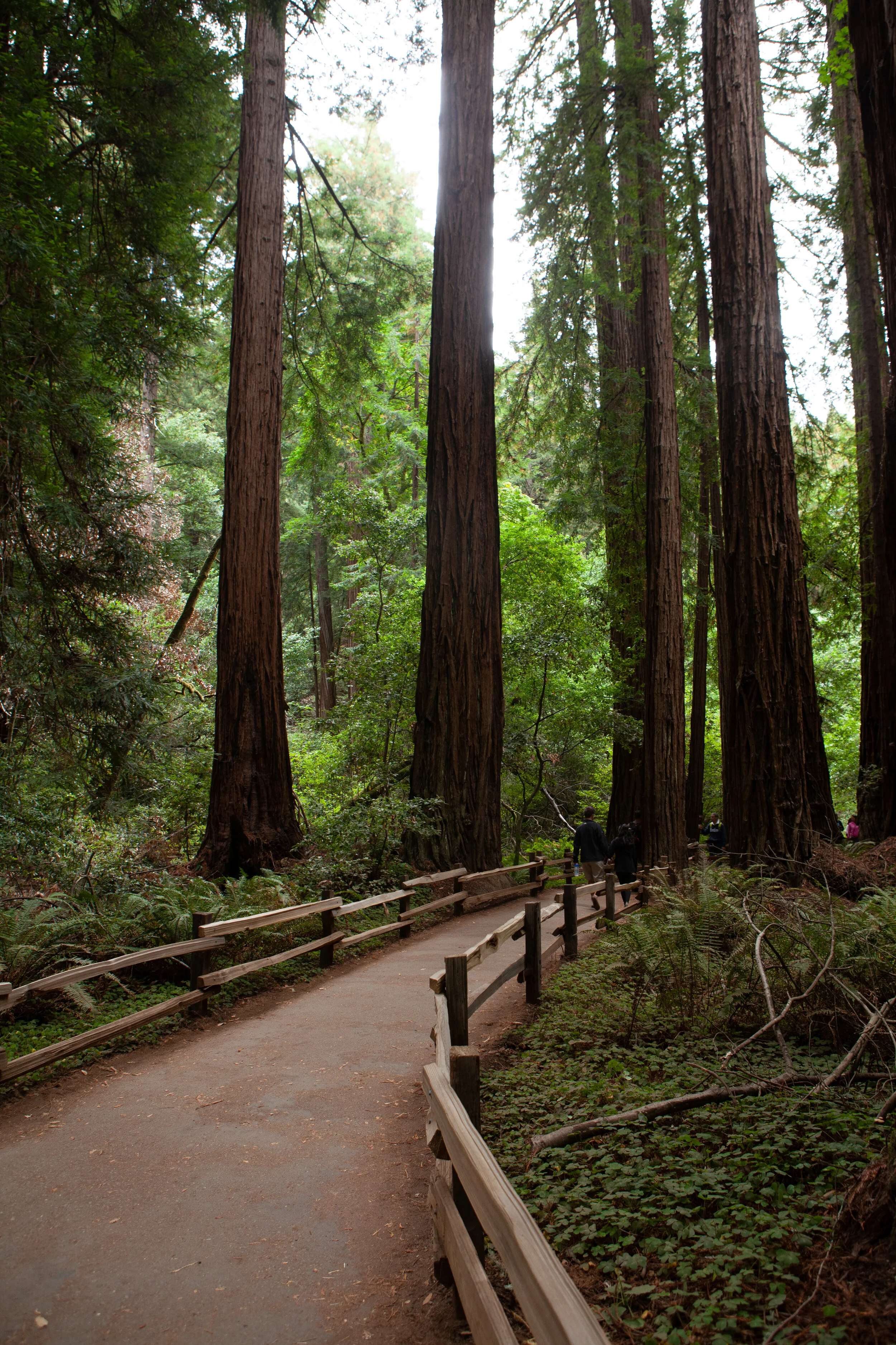 Muir Woods