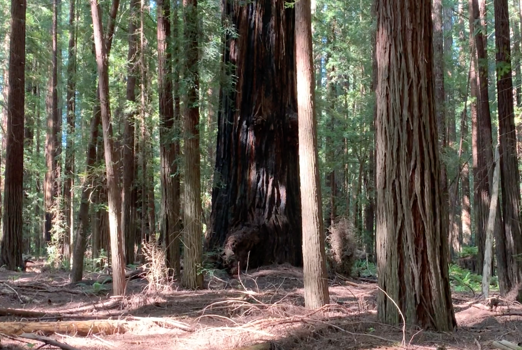 Burnt Redwood. Humboldt County, CA.