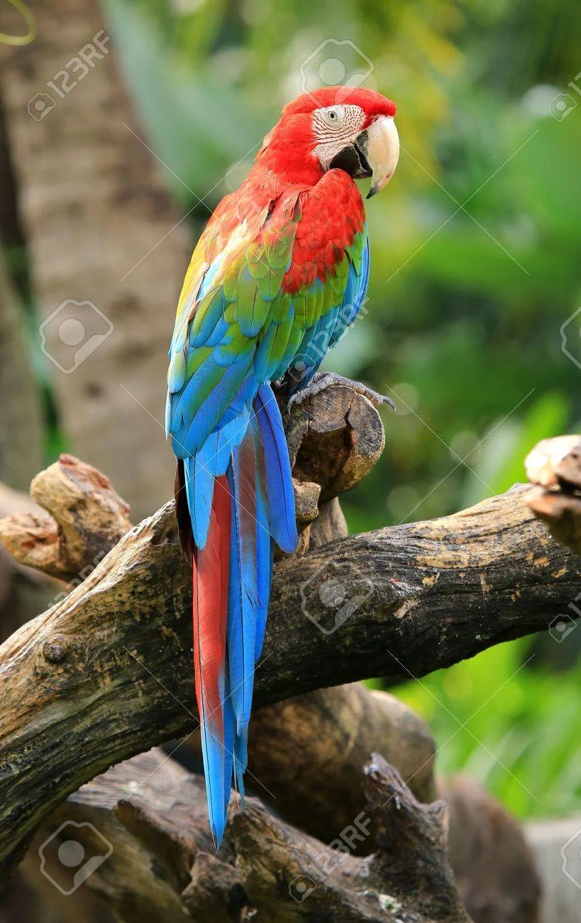 17306977-beautiful-macaw.jpg