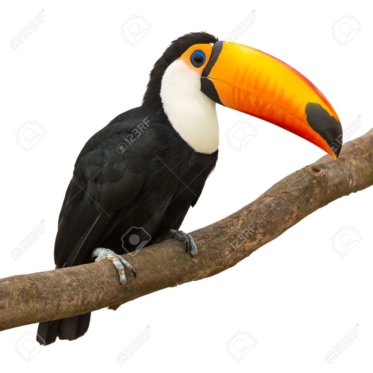 20301121-toucan-ramphastos-toco-sitting-on-tree-branch-isolated-on-white-background.jpg