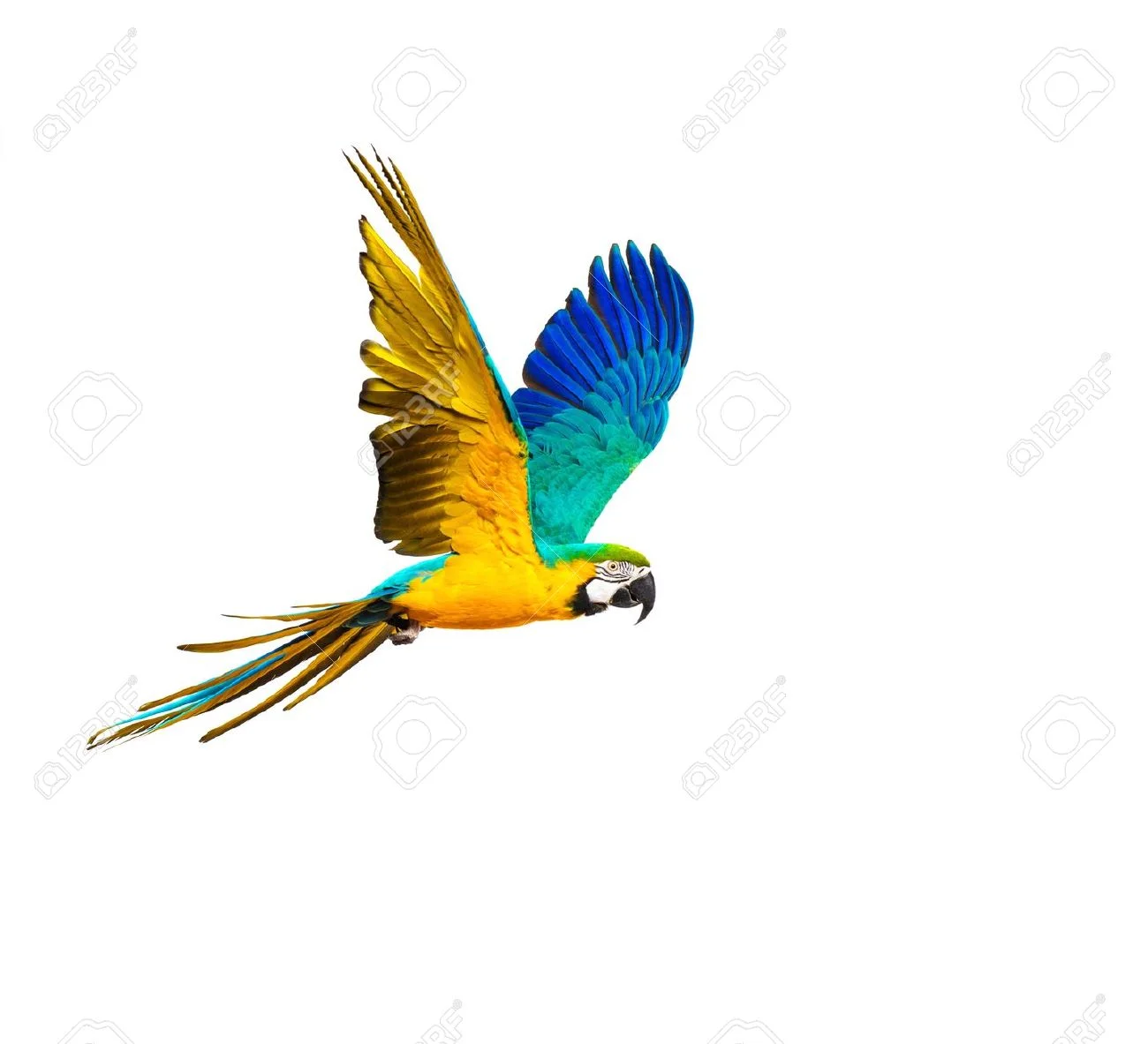 33457461-colourful-flying-parrot-isolated-on-white.jpg