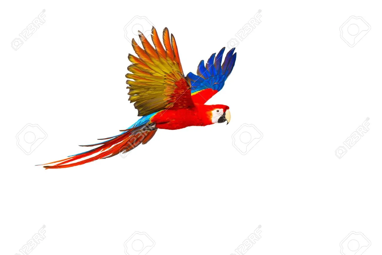 33696208-colourful-flying-parrot-isolated-on-white.jpg