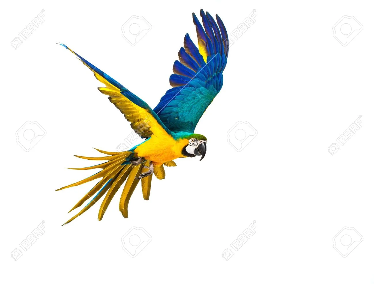 33696209-colourful-flying-parrot-isolated-on-white.jpg